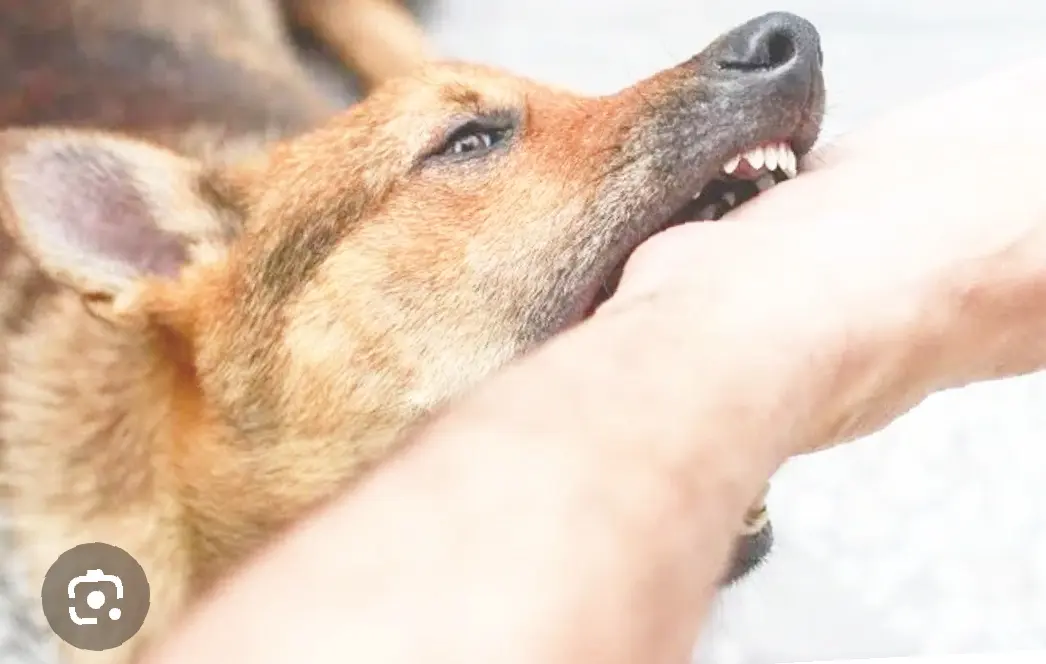 Dua Warga Nanga Taman Di Terkam Anjing, Satu Korban Masih Anak-Anak
