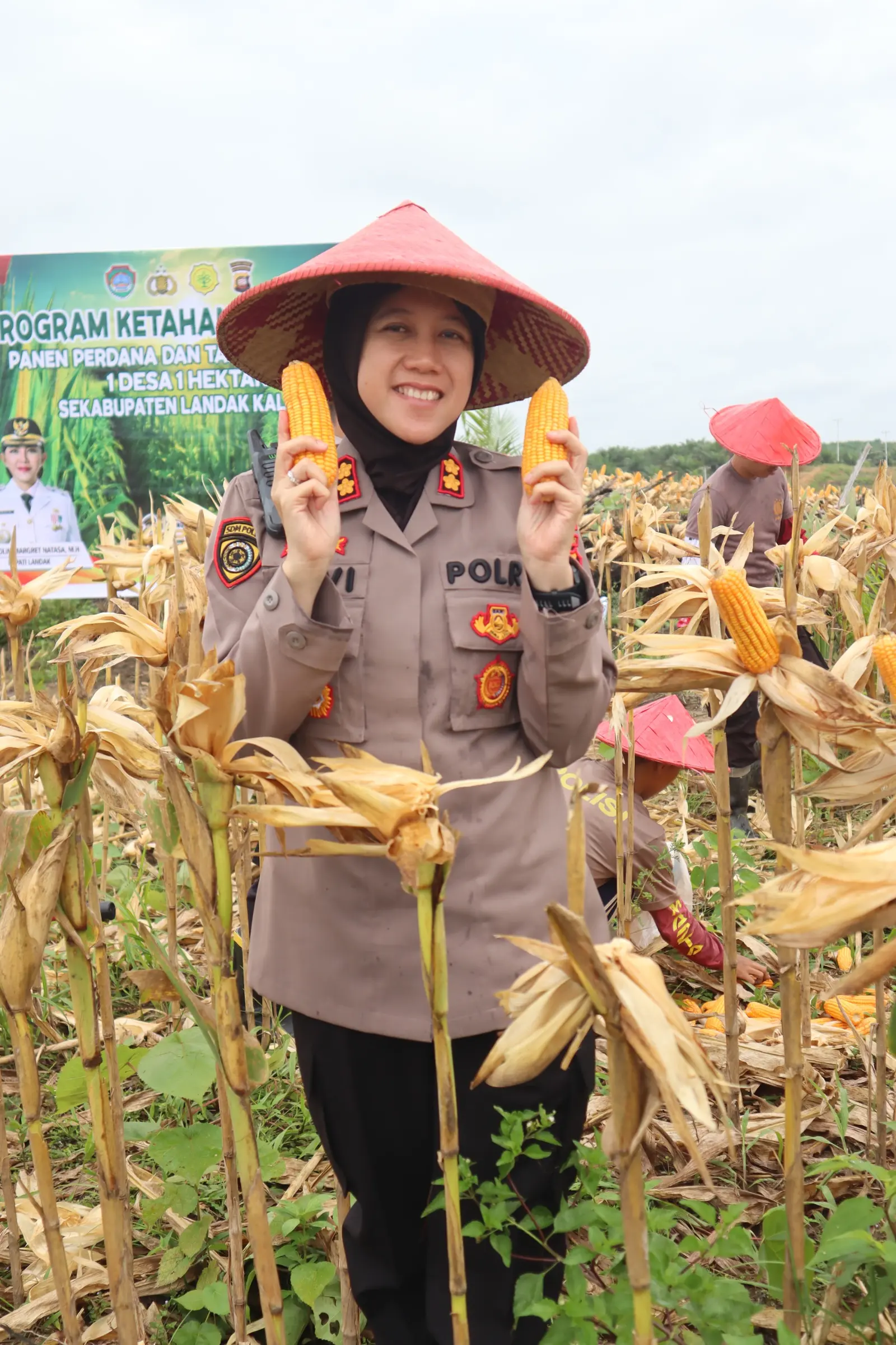 Panen Perdana Jagung Demplot Presisi Polres Landak di Desa Amboyo Inti