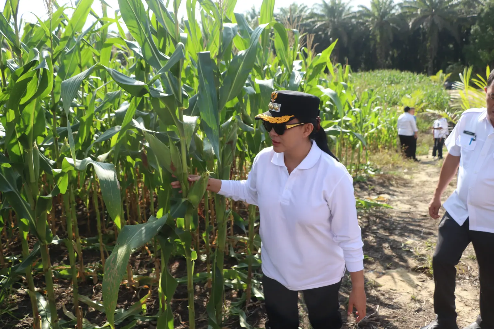 Pemkab Landak Kembangkan Jagung di Lahan Eks Sawit, Bupati Karolin Harap Panen Maksimal