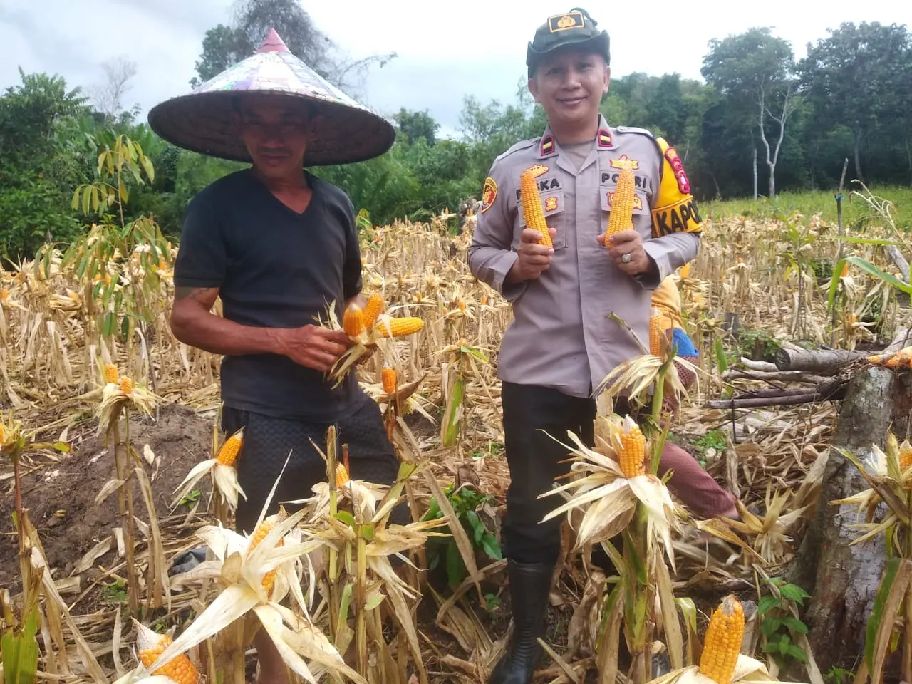 Polsek Sebangki dan PPL BPP Sebangki Panen Jagung Perdana 1,5 Ton